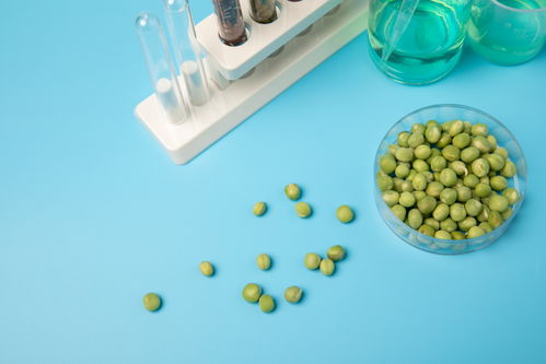 嫩豌豆食品安全農業科技食品培育攝影圖 插畫 下載至來源處